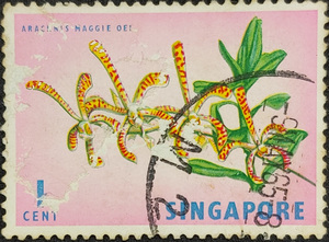 SINGAPORE STAMP Arachnis Maggie Oei. stamp printed in Singapore, circa 1963.
