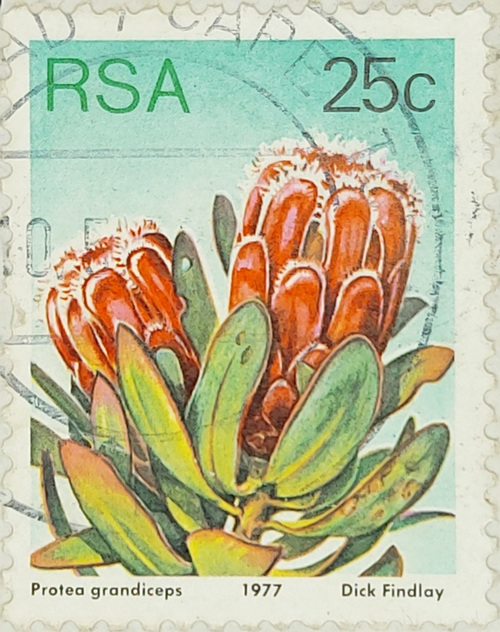 Republic of South Africa. Protea grandiceps. Issued 1977 May 27.