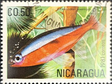 NICARAGUA CHEIRODON AXEIRODI