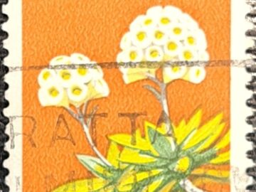 Helichrysum thomsonii