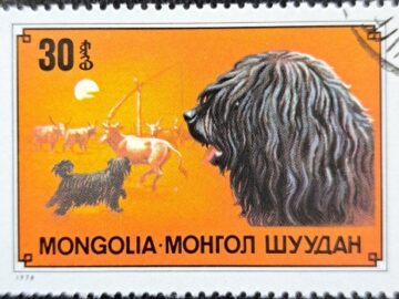 mongolia dog