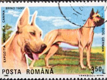 EXPOZITIA MONDIALA CANINA DOG GERMAN DOG EXHIBITION