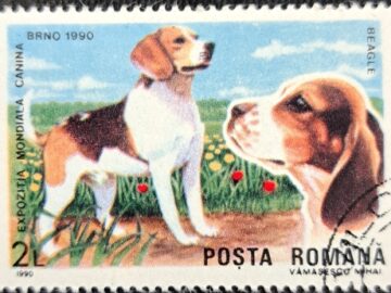 EXPOZITIA MONDIALA CANINA BEAGLE DOG EXHIBITION