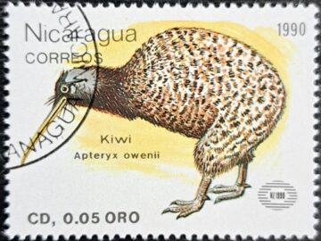 Kiwi Apteryx owenii